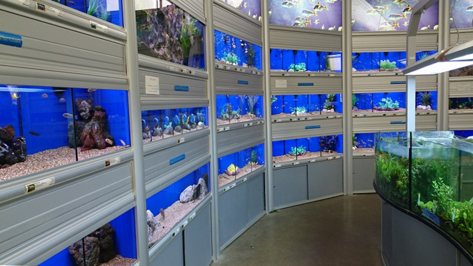 Boston Aquatics Fish Boston Aquatics Fish