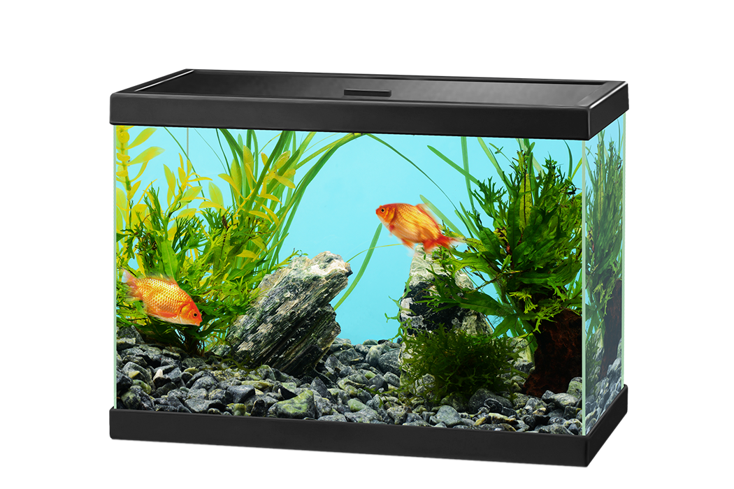 aquarium image