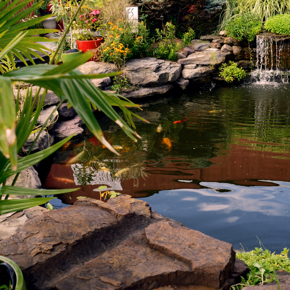 Pond